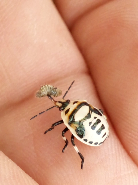 Perillus bioculatus