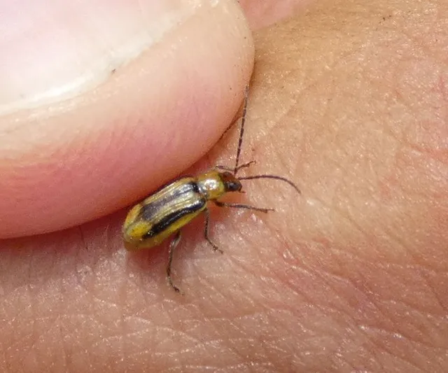 Diabrotica virgifera - amerikai kukoricabogár