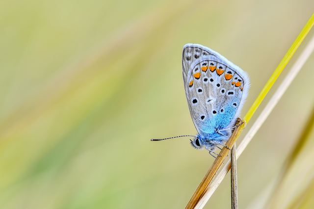 Polyommatus icarus - közönséges boglárka