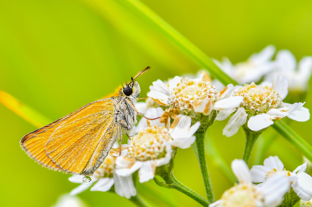 Thymelicus lineola - vonalas busalepke