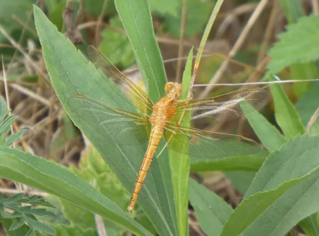 Orthetrum coerulescens - karcsú pásztorszitakötő