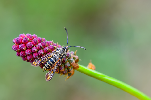 Sesiidae - szitkárfélék