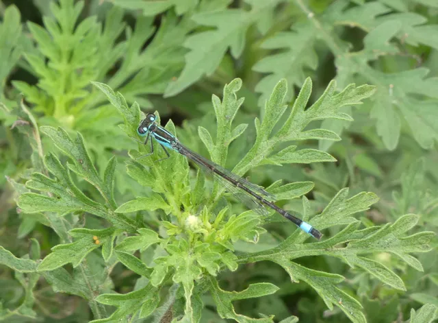 Ischnura elegans pontica - kéköves légivadász
