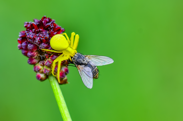 Misumena vatia - viráglakó karolópók
