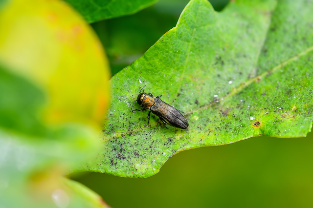 Agrilus litura - tölgy-karcsúdíszbogár