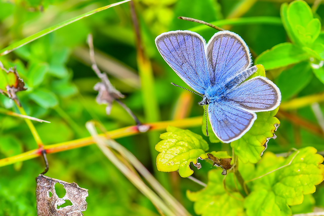 Cyaniris semiargus - aprószemes boglárka