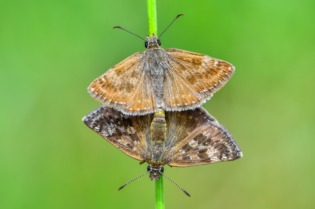 Erynnis tages - cigánylepke