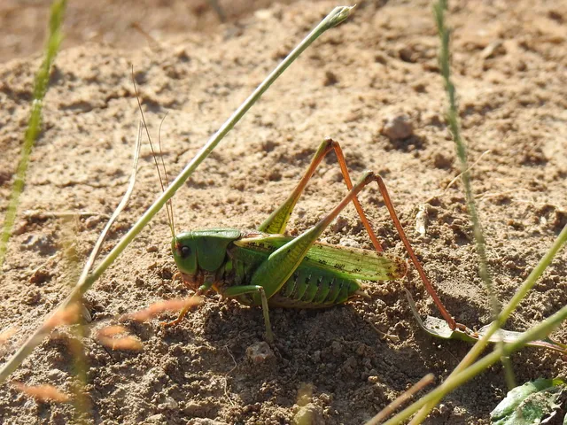 Decticus verrucivorus - szemölcsevő szöcske