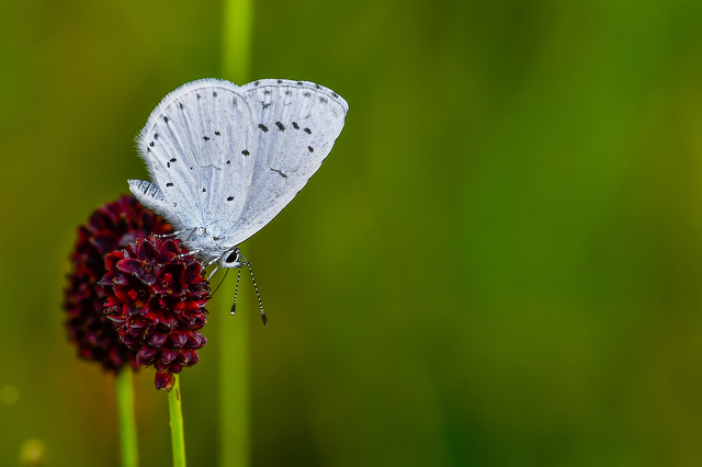 Celastrina argiolus - bengeboglárka