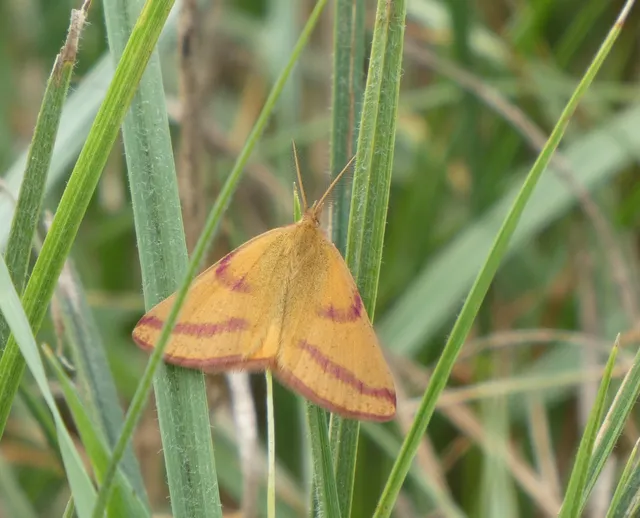 Lythria purpuraria - bíborsávos araszoló