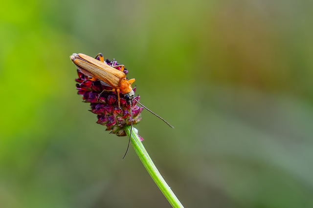 Oedemera podagrariae - székfű-álcincér