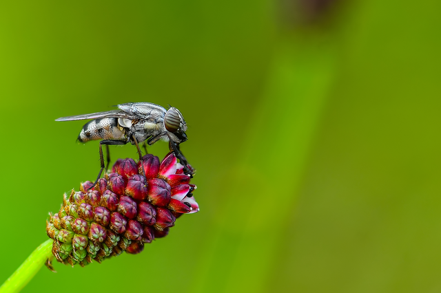 Diptera - Kétszárnyúak