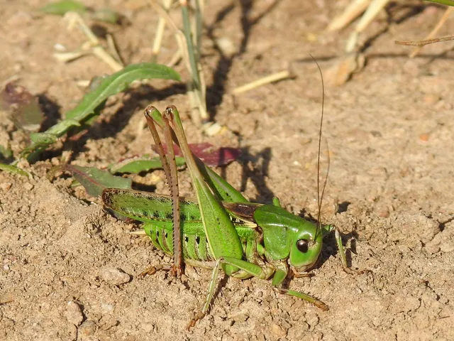 Decticus verrucivorus - szemölcsevő szöcske