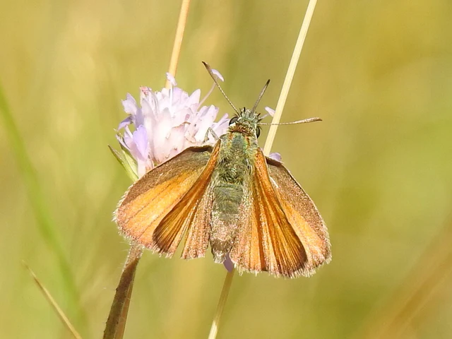 Thymelicus lineola - vonalas busalepke