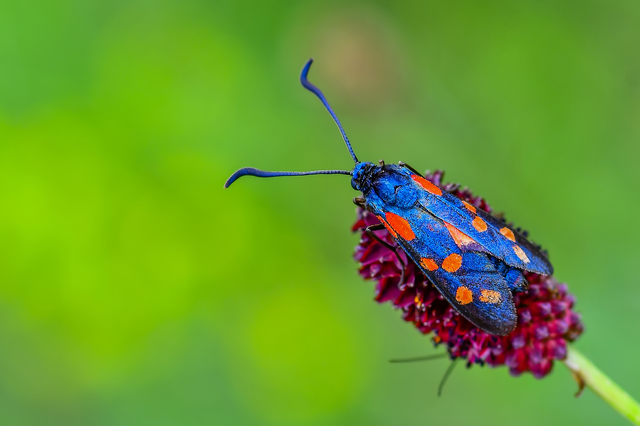 Zygaena filipendulae - acélszínű csüngőlepke