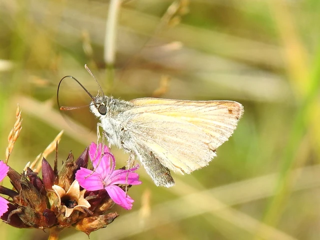 Thymelicus lineola - vonalas busalepke