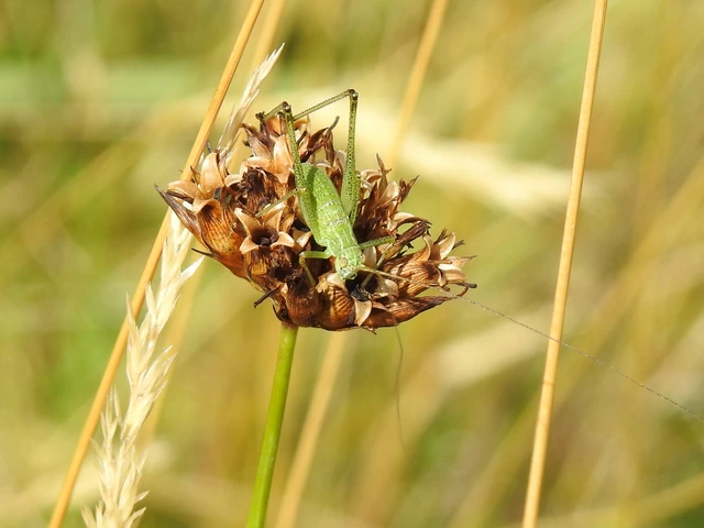 Leptophyes albovittata - közönséges virágszöcske