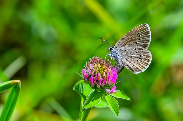 Cyaniris semiargus - aprószemes boglárka