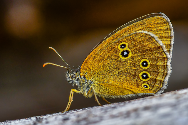 Aphantopus hyperanthus - közönséges ökörszemlepke