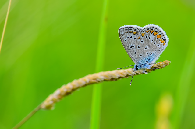 Polyommatus icarus - közönséges boglárka