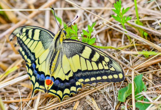 Papilio machaon - fecskefarkú lepke