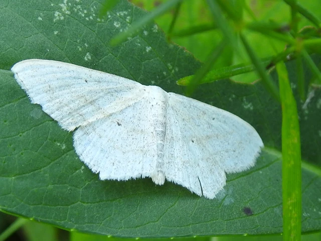 Scopula nigropunctata - feketepettyes araszoló
