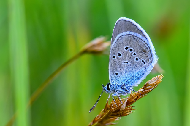 Cyaniris semiargus - aprószemes boglárka