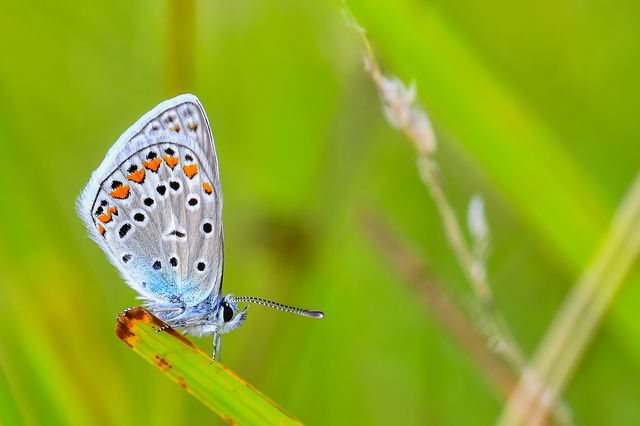 Polyommatus icarus - közönséges boglárka