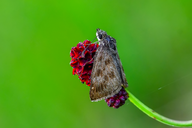 Erynnis tages - cigánylepke