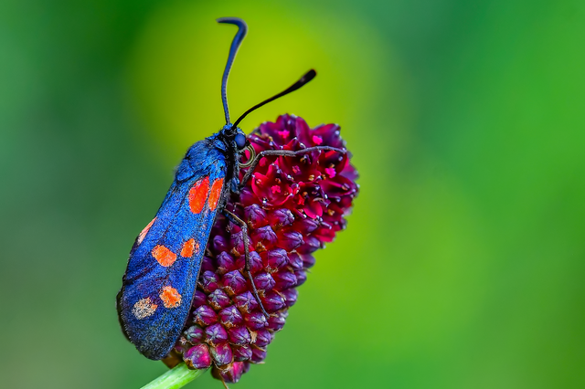 Zygaena filipendulae - acélszínű csüngőlepke