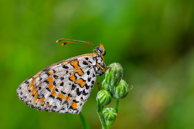 Melitaea didyma - tüzes tarkalepke