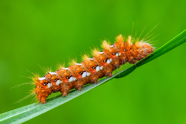 Acronicta rumicis - sóska-szigonyosbagoly