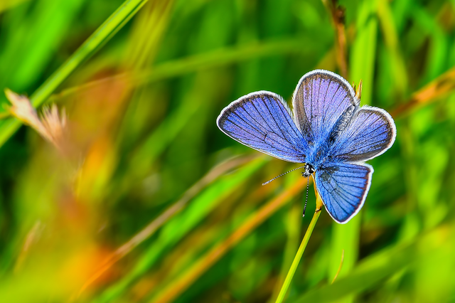 Cyaniris semiargus - aprószemes boglárka