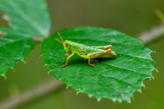 Odontopodisma