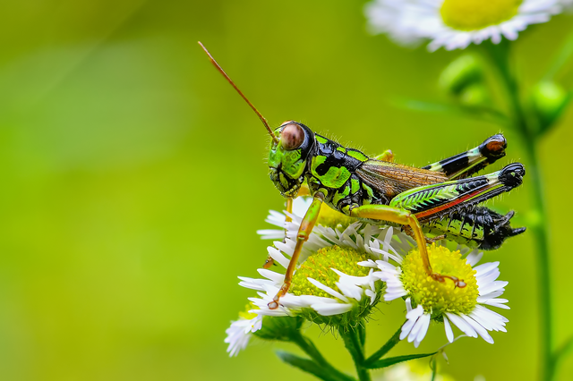 Miramella alpina - alpesi sáska
