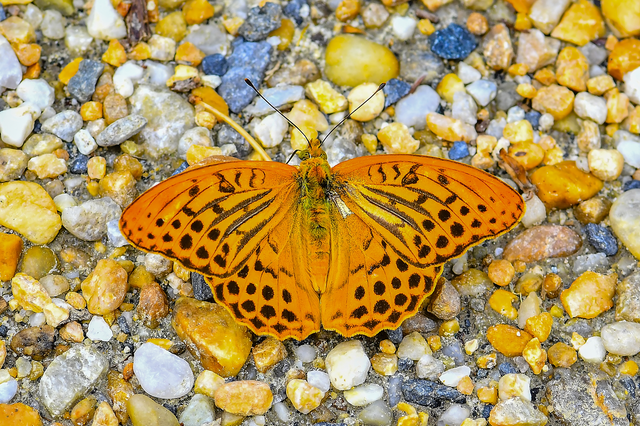 Argynnis paphia - nagy gyöngyházlepke