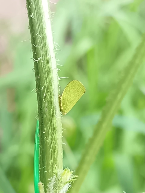 Acanalonia conica - élénkzöld lepkekabóca