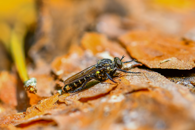 Diptera - Kétszárnyúak