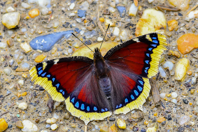 Nymphalis antiopa - gyászlepke