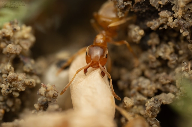 Lasius flavus - gyakori borostyánhangya