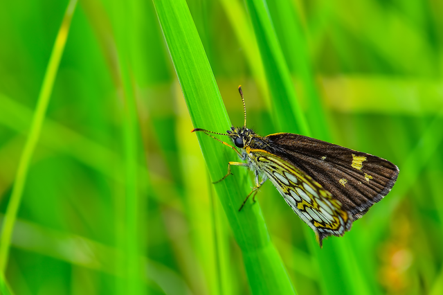 Heteropterus morpheus - tükrös busalepke
