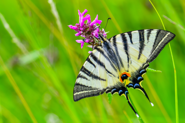 Iphiclides podalirius - kardoslepke