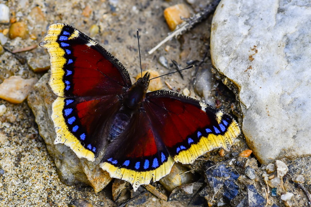 Nymphalis antiopa - gyászlepke