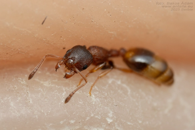 Temnothorax affinis - erdei kéreghangya
