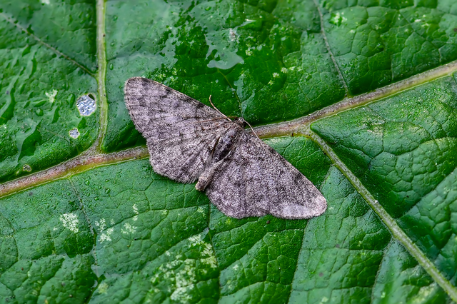 Aethalura punctulata - szürke égeraraszoló