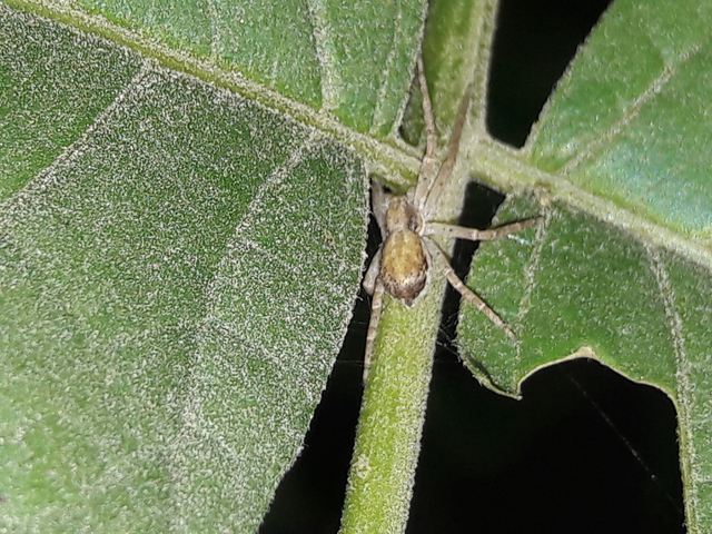 Philodromus
