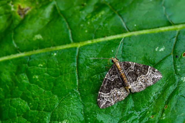 Ecliptopera silaceata - barna tarkaaraszoló