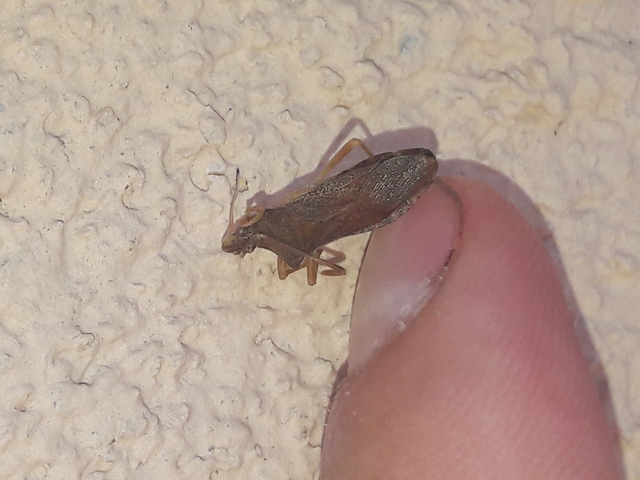 Gonocerus acuteangulatus - aranypetés karimáspoloska