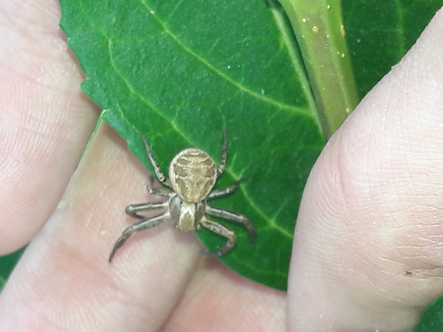 Xysticus