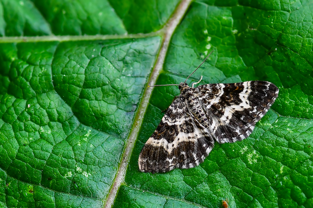 Epirrhoe tristata - gyászos tarkaaraszoló